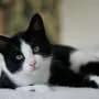 The internet can't get enough of cats, but cats might have had enough of the internet