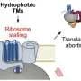Quality control of proteins in the cellular membrane starts at the ribosome