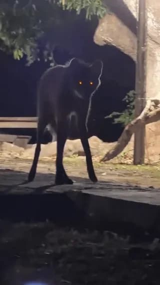 A Rare Black Maned Wolf