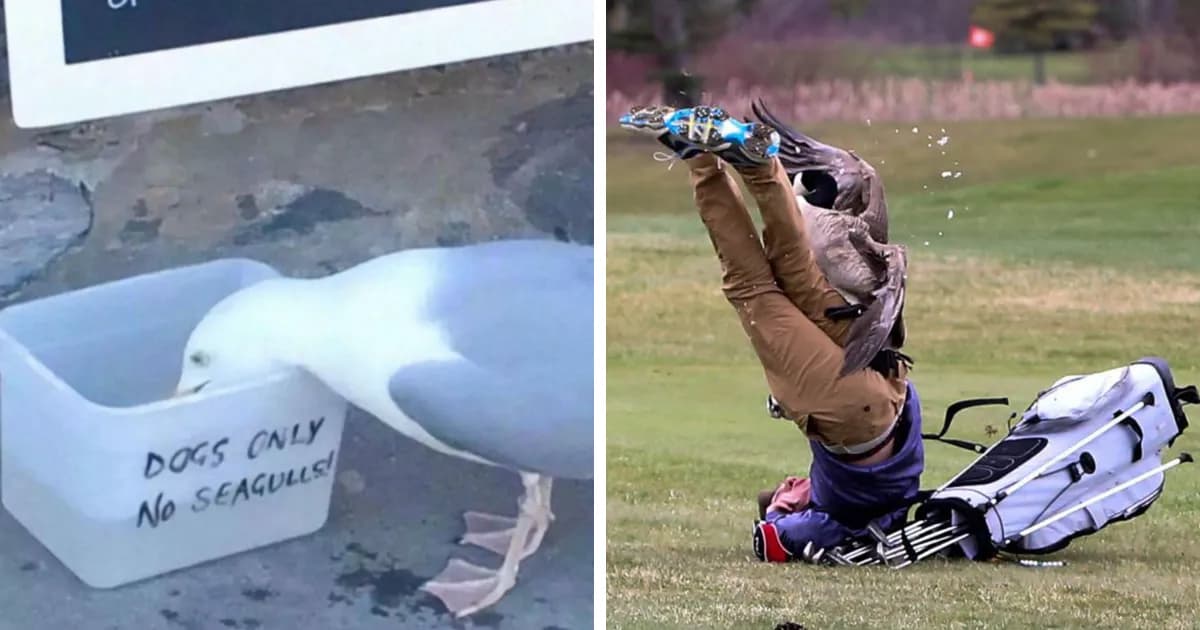 48 Birds Being Hilariously Rude And Causing Chaos For No Reason