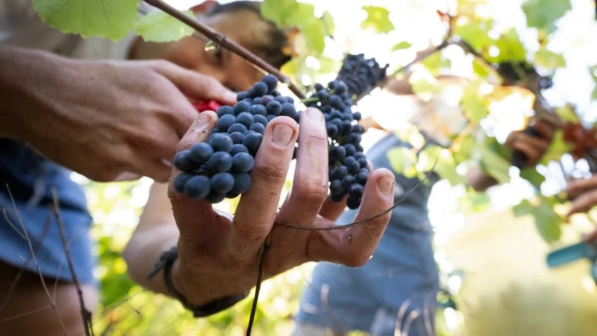 Scientists Pinpoint When Wine Varieties Will Break Down With Climate Change, And It's Bad News For Red Wine Drinkers