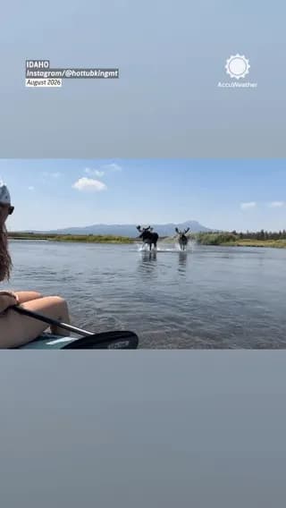 Multiple moose encountered while kayaking