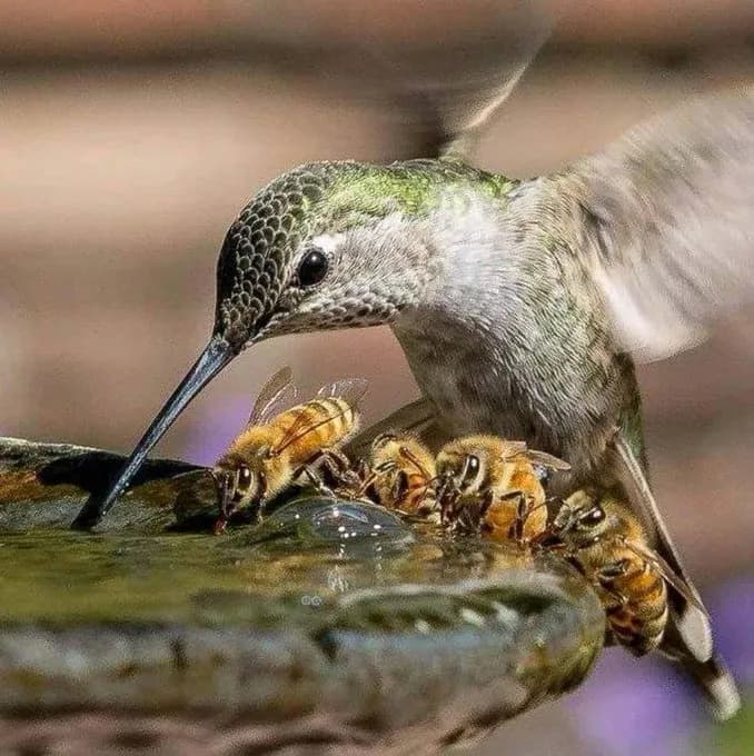 The perfect moment when a hummingbird shares a water fountain with four bees on a hot California summer day.
