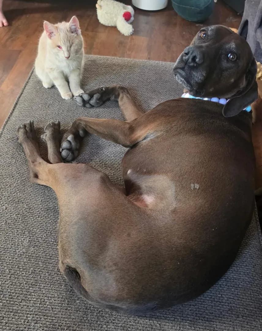 One of our dogs chilling with a new blind rescue kitten we adopted
