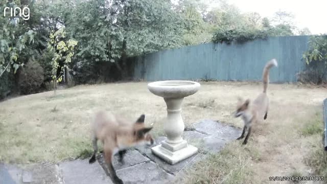 Foxes playing in the bird bath this morning