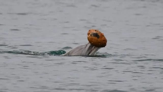 Dolphins Filmed Hunting With Shells โ And Possibly Passing Skill to Their Offspring. Dolphins chase prey into a large, empty seasnail shell, then raise the shell above water and gulp down the contents