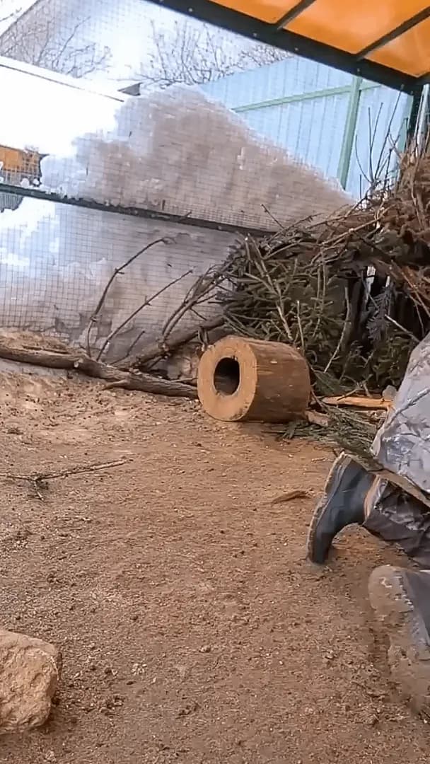 Hare trying to “rescue” its buddy