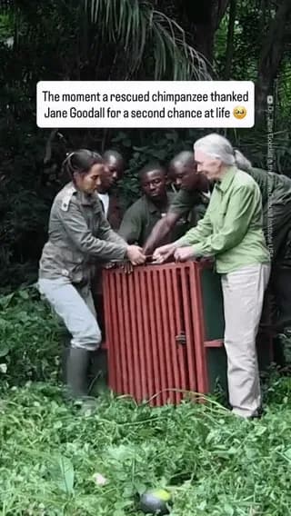 After being rescued from the brink of death, Wounda the chimpanzee gives Jane Goodall a long hug before stepping into her new sanctuary home.