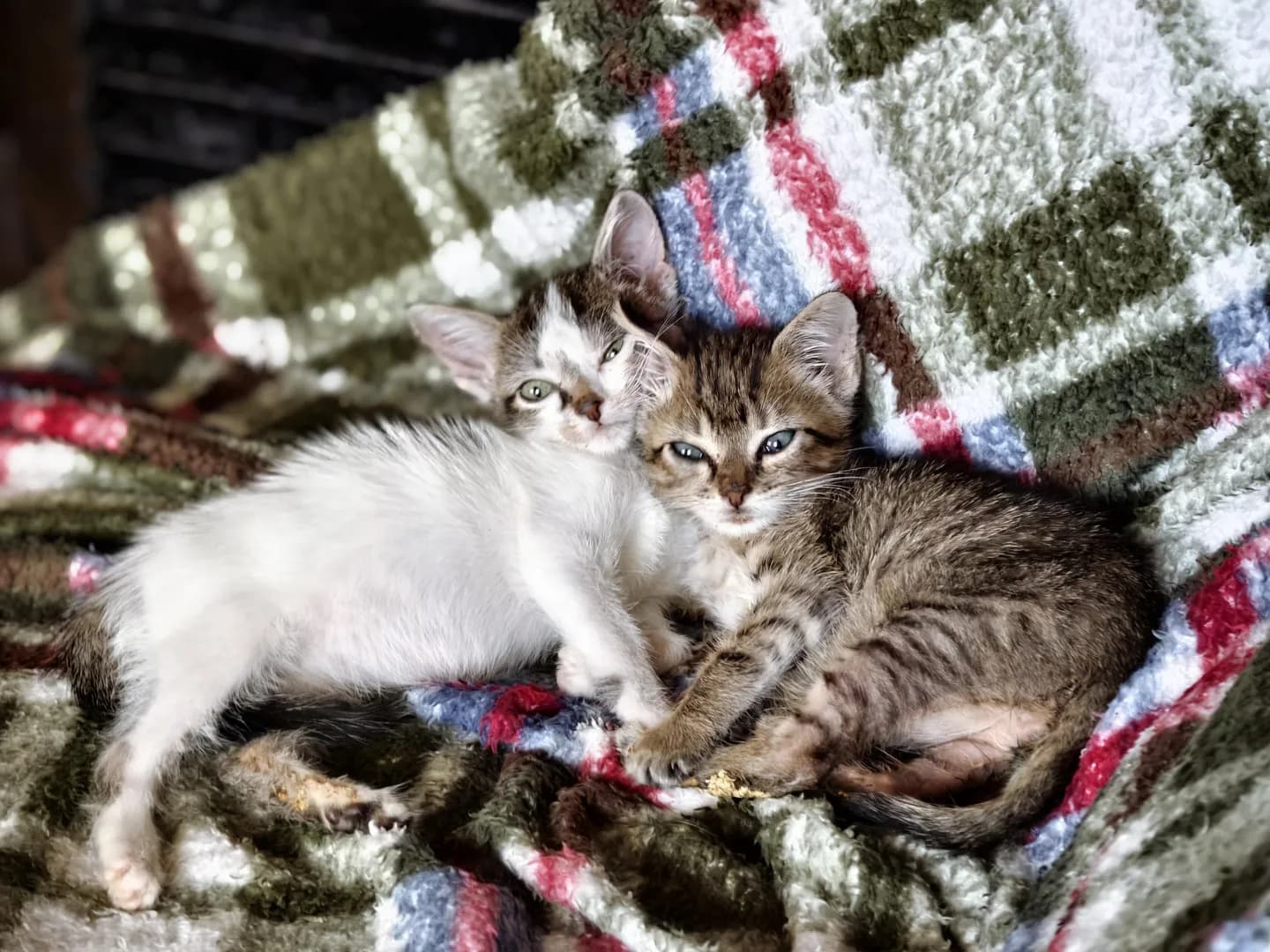 Fostering is good for the soul