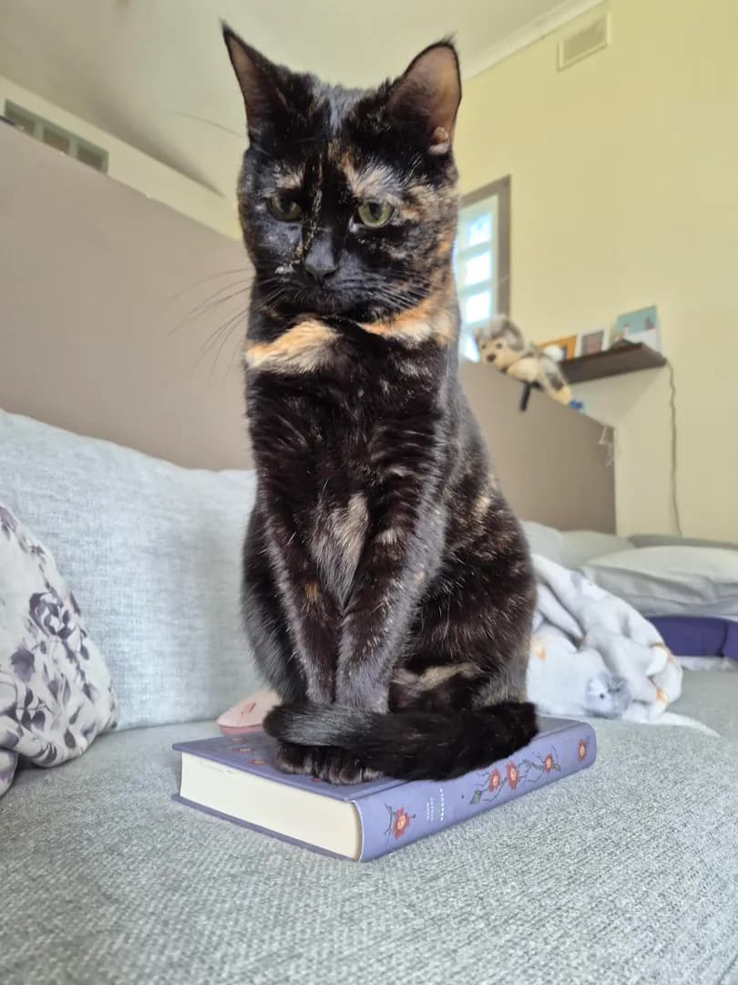 My cat didn't let me read