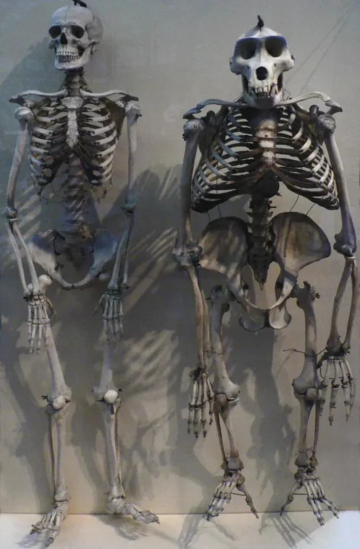 This is what a human skeleton looks like next to a gorilla's skeleton.