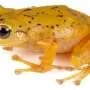 How a mystery kept in London led to the discovery of a new Ecuadorian frog