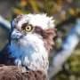 How 'pioneering pairs' of ospreys drive population recovery