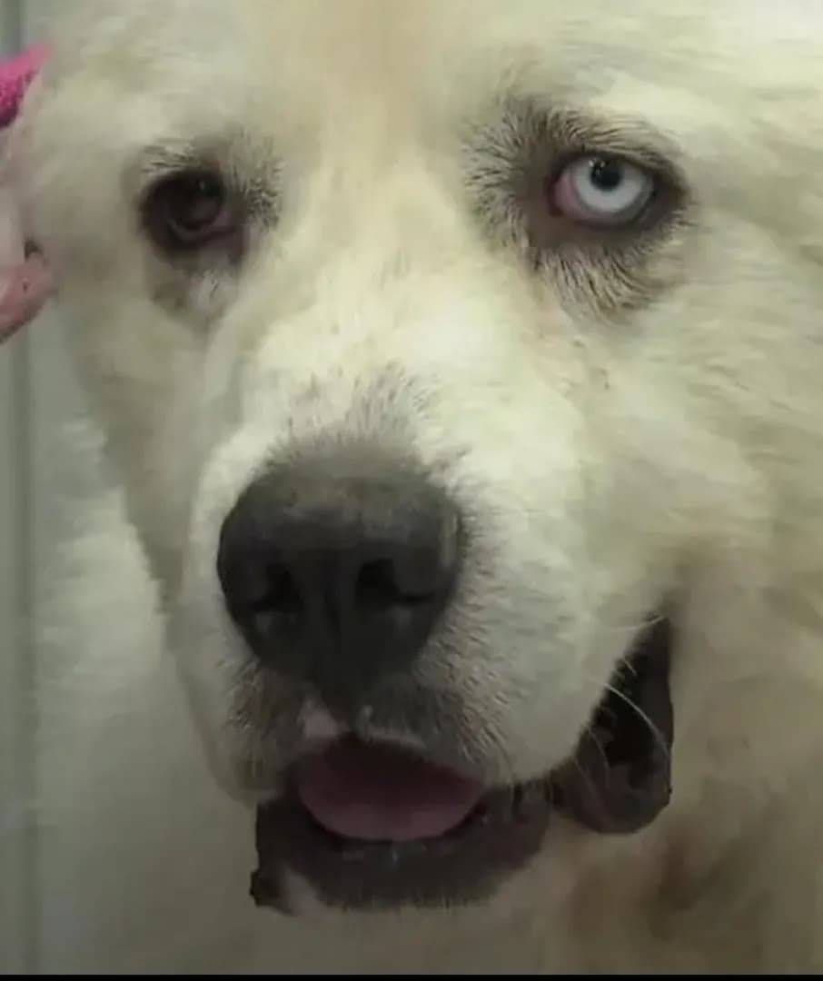 This dog fought 11 coyotes, killed 8 to protect his sheep, and crawled back home two days later after surviving his severe wounds. His name is Casper.