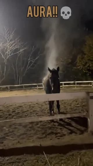 A horse is spotted while cooling down after exercise, its warm body moisture turning into steam in the cold night air.