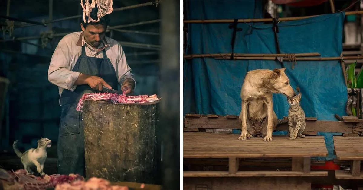 23 Street Cat Photos That Might Melt Your Heart By Guru Charan (New Pics)
