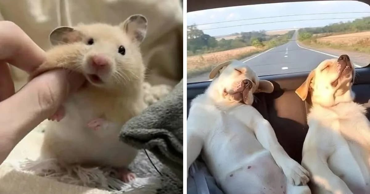 25 New Funny Animal Encounters Shared By This Page That Would Sound Fake If Not Caught On Camera