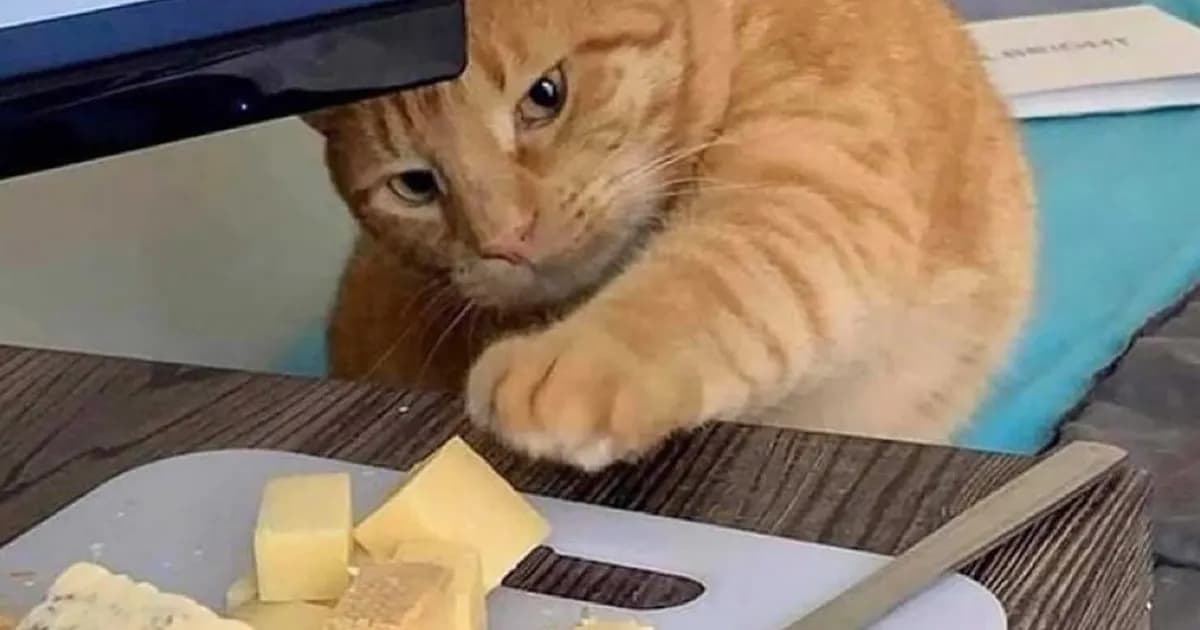 49 Chaotic Cats Being Cats And Nothing Else