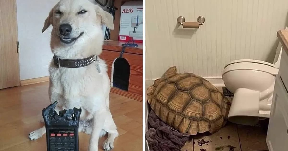 Quirky Animals Who Lost The Plot And Got Caught Going āGoblin Modeā