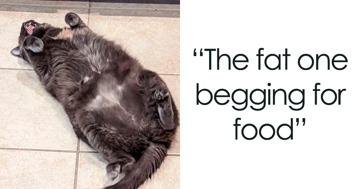 50 Times Cats Could Not Shut Up, So Their Owners Took A Pic