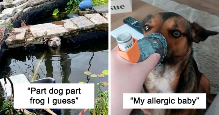 Four-Legged Mysteries: 50 Dogs That Left Their Owners Confused