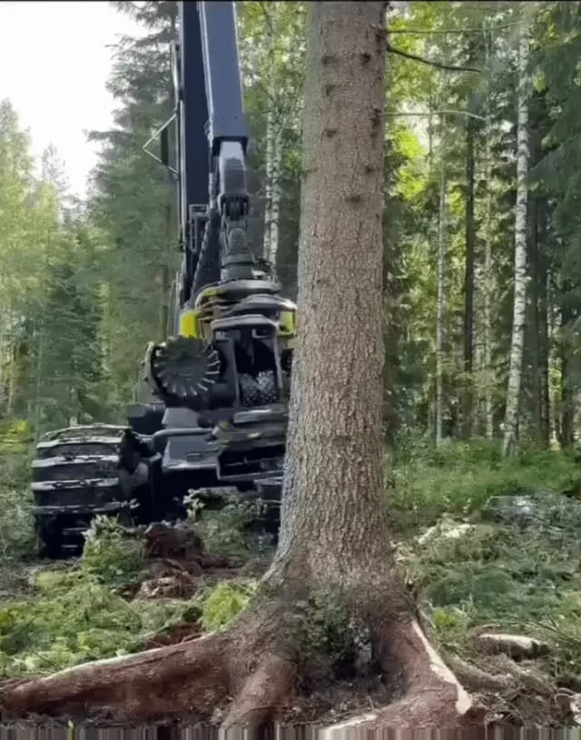 Modern tree harvester cuts down a whole tree in just 50 seconds