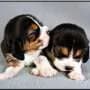 Gene-edited beagles produce no detectable major dog allergen, early tests find