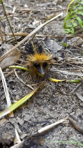 Lowland streaked tenrec