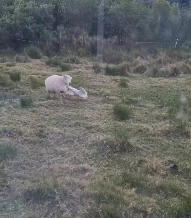 Goose defeats Sheep on farm outside Auckland, New Zealand