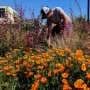 Researcher is trying to save biodiverse landscapes, one unkempt garden at a time