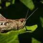 Locust neurons detect PFAS at environmentally relevant levels, pointing to portable sensors