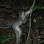 Last common ancestor of humans and chimpanzees could have been a vertical climber, no matter its feet