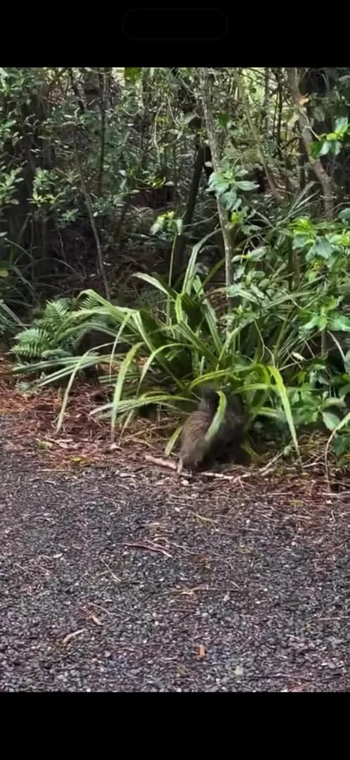 Two Kiwis fighting on Rakiura/Stewart Island. Yes, that is the sound they make.
