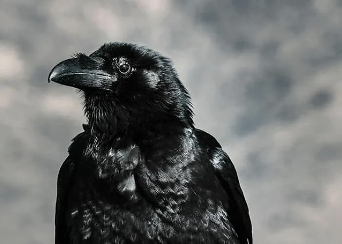 It’s Just As Horrific As It Sounds: 49 Disturbing Truths About Animals