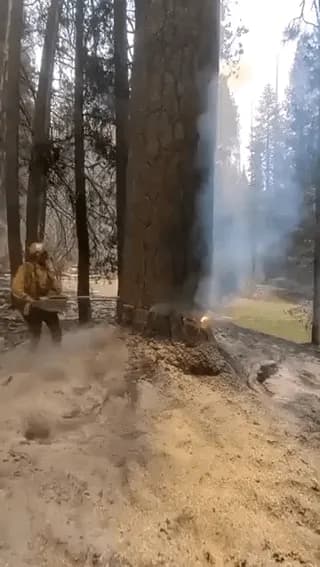 During fires, trees can burn from within. And this is very dangerous - because you can't see anything on the outside, and smoldering of such a tree can go on for weeks after the fire seems to be extin
