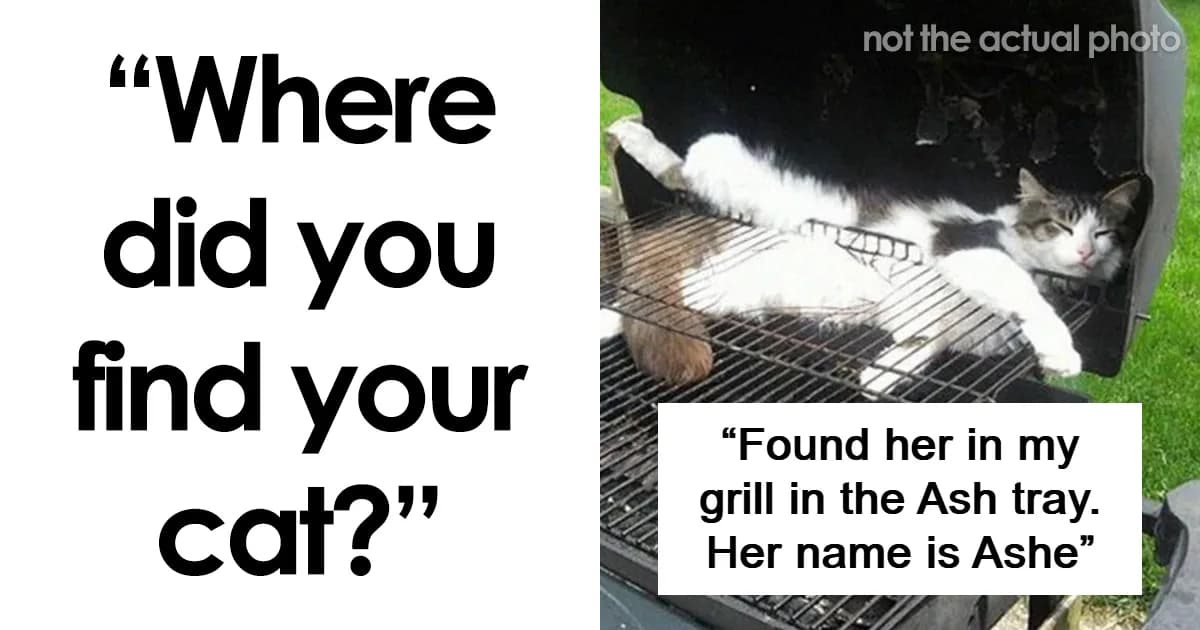 Pet Owners Who Proved The Cat Distribution System Is Real