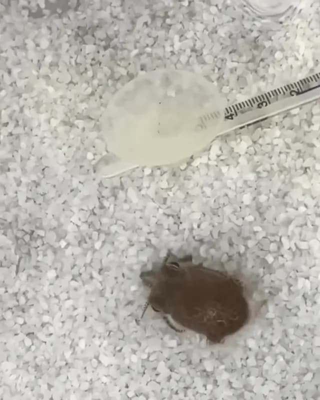 Short clip of a baby cuttlefish attempting its first camouflage :)