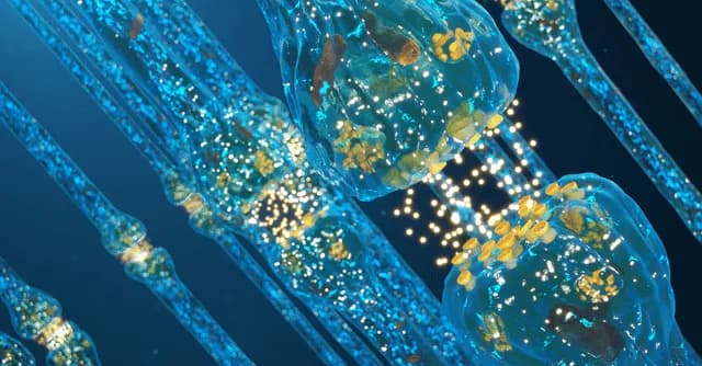 Researchers have shed new light on how the human brain coordinates working memory: high-frequency brain waves, known as ripples, may help distant brain regions synchronize with one another during work