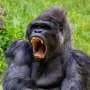 How body size and habitat shape the vocal repertoires of primates