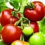 How tomato 'golden hour' research could help crops survive heat waves and drought