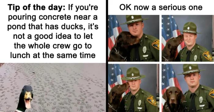 Chucklesome Memes That Make The Perfect Blend Of Animals And Comedy