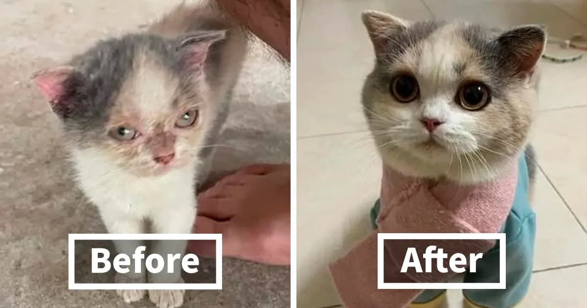 127 Before And After Photos Of Rescued Pets That Might Immediately Send You To The Shelter