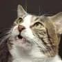 A 100-year-old mystery in the cat kidney may be linked to scent communication