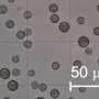 Reusing liquid pickle waste to produce omega-3 fatty acids