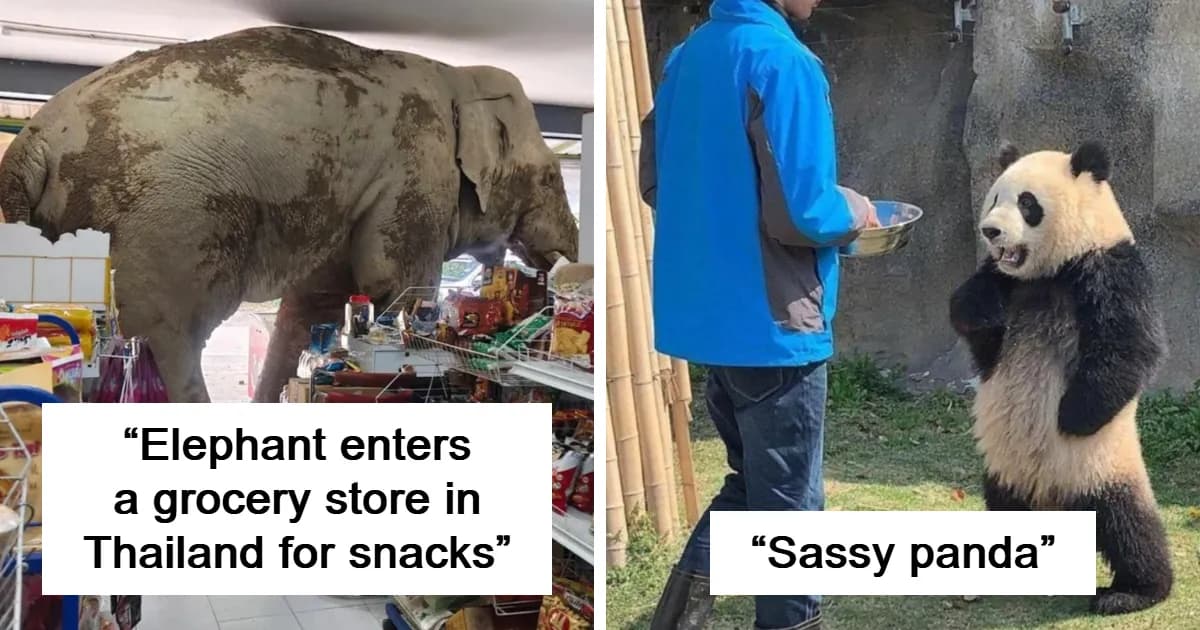 49 Absurd And Funny Animal Photos Full Of Quirky Moments