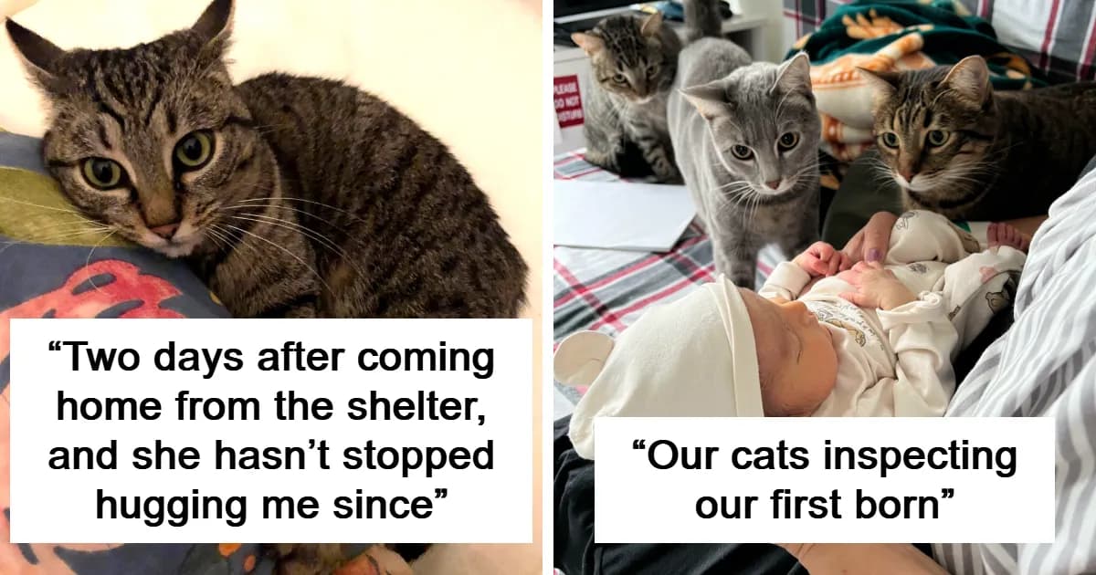 50 Aww-Inducing Pics Of Cats That Are Hard Not To Enjoy