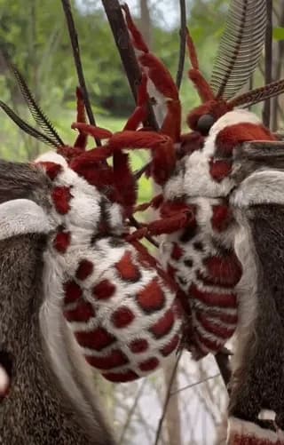 North America's largest moth, Hyalophora cecropia