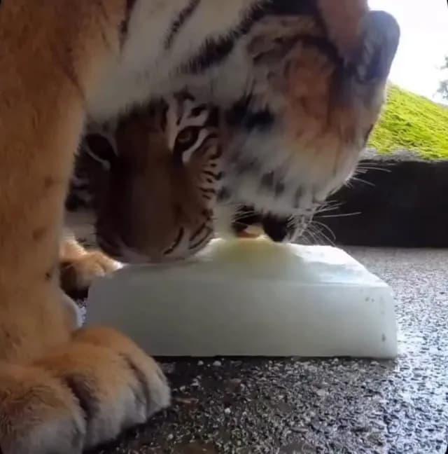 On hot summer days, some zoos give their tigers giant frozen milk blocks as a form of enrichment and cooling.
