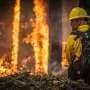 Over 75% of UK wetlands have been destroyedârestoring them would help prevent wildfires