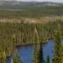 Dark boreal forests of Canada absorb enough heat to cancel up to a 5th of their climate benefit, scientists warn